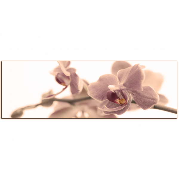Obraz na plátně - Orchidej květ izolována na bílém pozadí - panoráma
